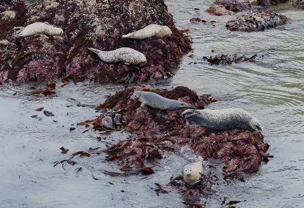 백령도 연안서 관찰된 점박이물범&nbsp;[사진 = 인천녹색연합 황해물범시민사업단]
