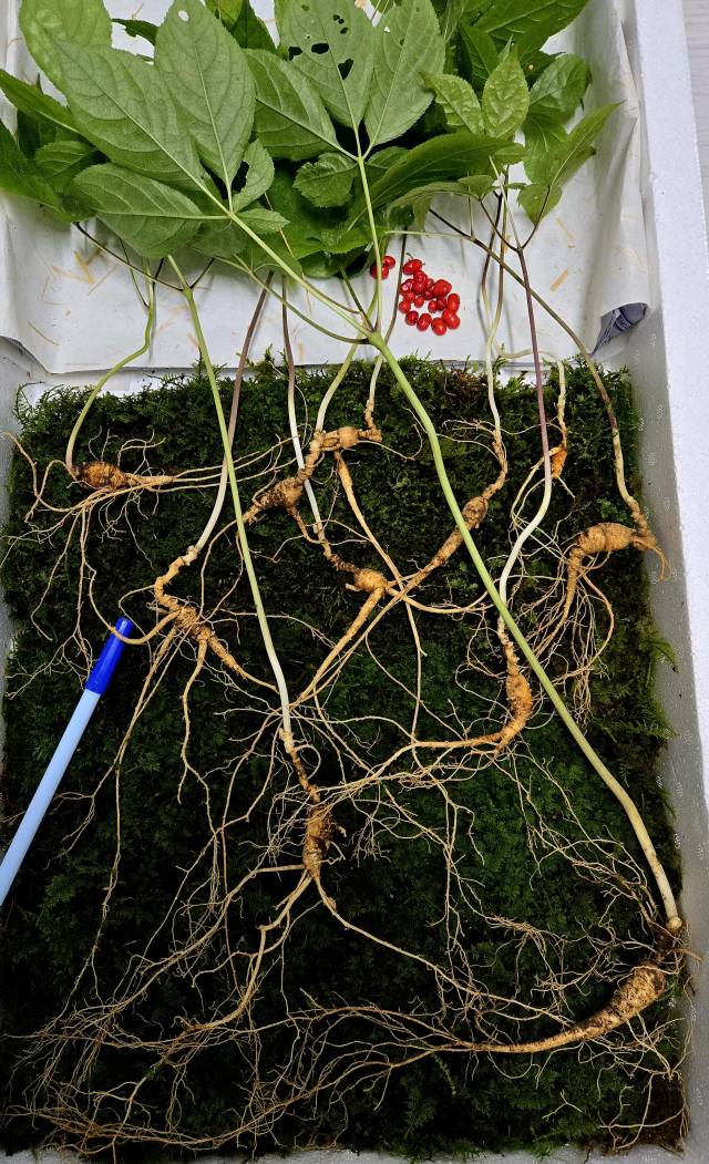 지리산에서 발견된 천종산삼. 한국전통심마니협회 제공