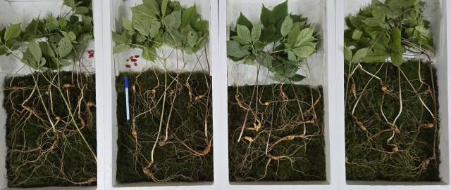 지리산에서 발견된 천종산삼. 한국전통심마니협회 제공