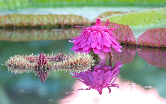 3일 경남 함양군 상림연꽃단지에서 빅토리아연꽃이 활짝 피어 아름다운 자태를 뽐내고 있다. 밤의 여왕이라고 불리는 빅토리아연꽃은 남아메리카 아마존강 유역이 원산지인 수련과 식물이다. 꽃은 8~10월 중 이틀만 피며 첫날 흰색으로 개화해 딱정벌레를 유인한 뒤 둘째 날 붉은색으로 변해 수정을 유도한다. 함양군 제공