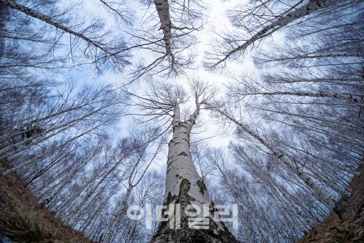 경북 청송 화장리 자작나무숲. (사진=경북 청송군 제공)