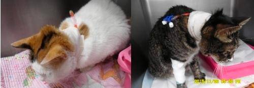 식도관을 삽입한 고양이의 모습. 김효진 수의사 제공