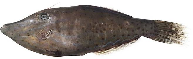 아열대성 어류인 날개쥐치 모습. 식품의약품안전처 제공