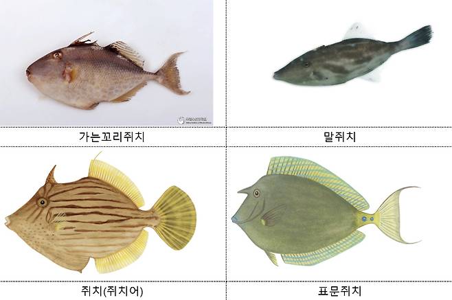 우리나라에서 식용으로 허용된 쥐치는 단 4종 뿐이다/사진=국립생물자원관