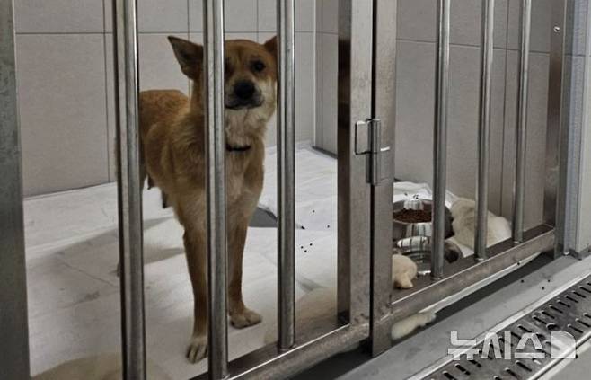 [평택=뉴시스]평택동물보호센터내 보호중인 어미개와 강아지 모습 202509.03.photo@newsis.com