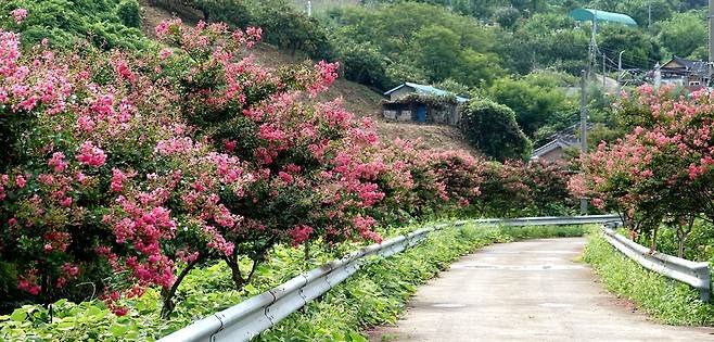 분홍빛 초가을 [경남 창녕군 제공. 재판매 및 DB 금지]