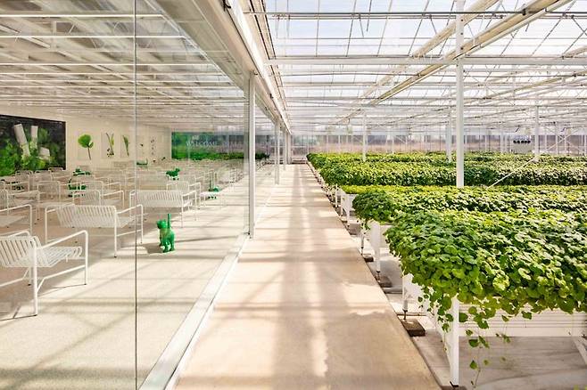 제주 서귀포시에 위치한 '리만팜' 내부 온실. 리만코리아 제공