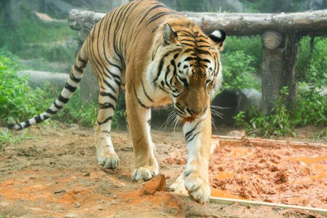 세계 호랑이의 날인 올해 7월 29일, 경기 용인 에버랜드 타이거밸리에서 호랑이가 진흙을 만지고 있다. 뉴시스