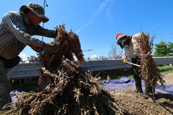 폭염이 이어지던 날에 제주 서귀포시 대정읍 무릉리의 한 농로에서 농민들이 말린 깨를 털고 있다 [사진=연합뉴스]
