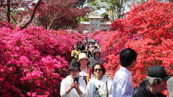 Tourists travel around Gangjin County, South Jeolla, with the county's half-price program. [GANGJIN]