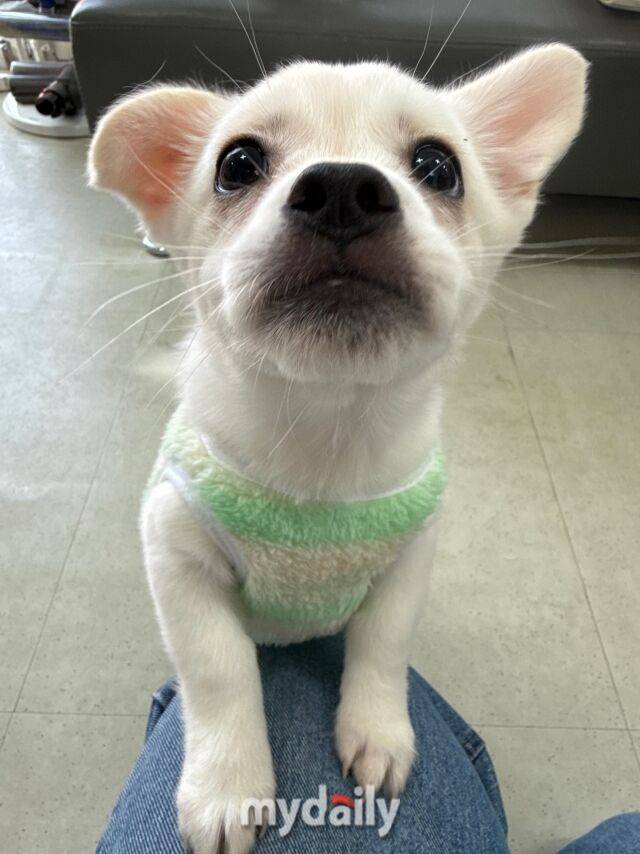 궤도의 후원으로 구조·입양된 유기견들의 모습