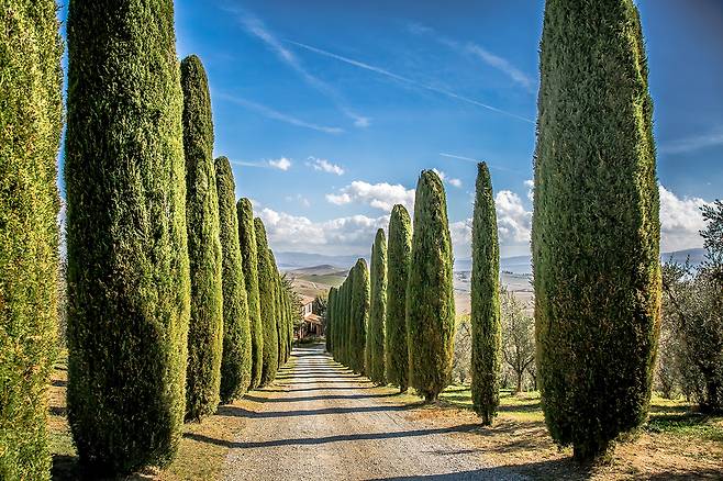 이탈리아 토스카나의 사이프러스 가로수길. 르네상스 예술과 자연이 빚어낸 환상적 풍경이 신혼부부의 로맨스를 배가시킨다. 사진제공|팜투어
