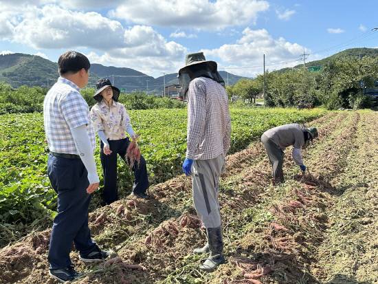 경남육성 신품종 고구마 '진다미' 첫 수확 사진.