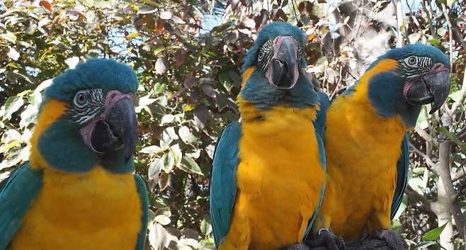 푸른멱청금강앵무(학명 Ara glaucogularis)는 동료가 사람에게 동작을 배우는 모습을 보고 따라 하는 3자 모방 행동을 보였다. 인간이 아닌 동물에서는 처음 관찰된 행동이다./LoroParque, Adrian Azcárate