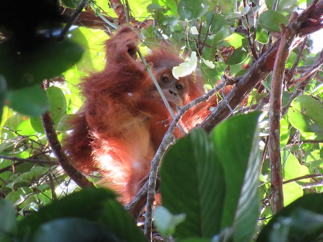 어린 오랑우탄이 나뭇가지 사이로 어른이 둥지를 짓는 모습을 보고 있다. 오랑우탄은 관찰을 통해 스스로 둥지 짓는 법을 터득한다./Natasha Bartolotta