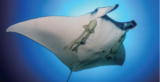 가오리에 달라붙은 빨판상어. 머리 윗부분의 흡반을 가오리 몸에 붙인다. /사진 셔터스톡