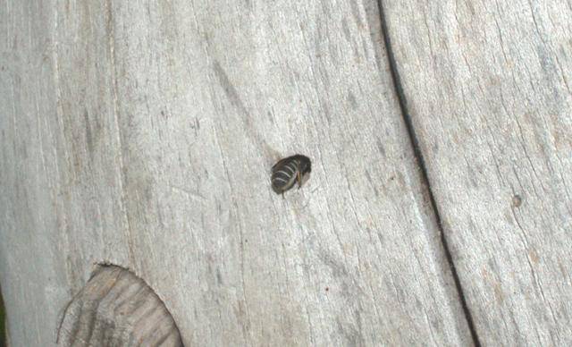 서울 용산구 동작대교 부근 한강공원 오두막 구멍에 애가위벌이 들어가고 있다. 조수정 벌볼일있는사람들 대표 제공