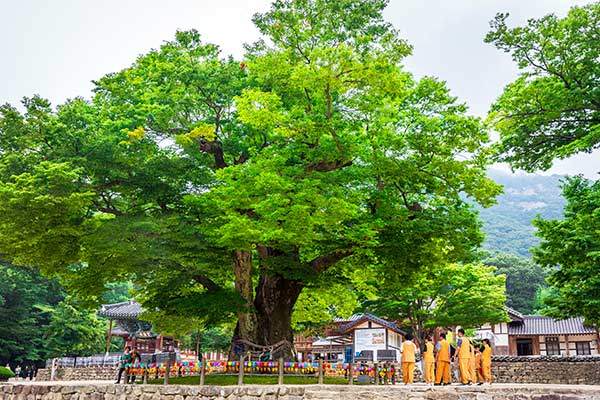 내소사 느티나무. 일명 할머니나무다.&nbsp;