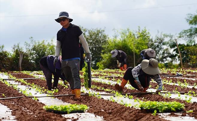 산이면 들녘 배추 정식하는 농민들 [해남군 제공·재판매 및 DB 금지]