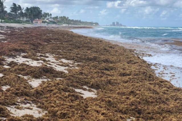 미국 플로리다 팜비치 카운티에서 포착된 모자반 (출처=브라이언 라포인트, FAU 하버 브랜치)