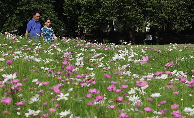 지난 3일 오후 경기 수원시 탑동시민농장에 코스모스가 활짝 피어있다. /박성원 기자