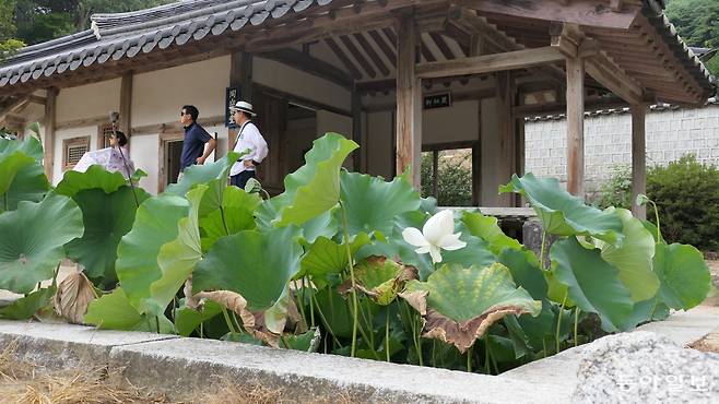 도산서원의 도산서당. 제자들을 가르치던 마루인 암서헌 앞뜰에 네모난 연못 정우당이 있다. 하얀 연꽃이 홀로 피었다.