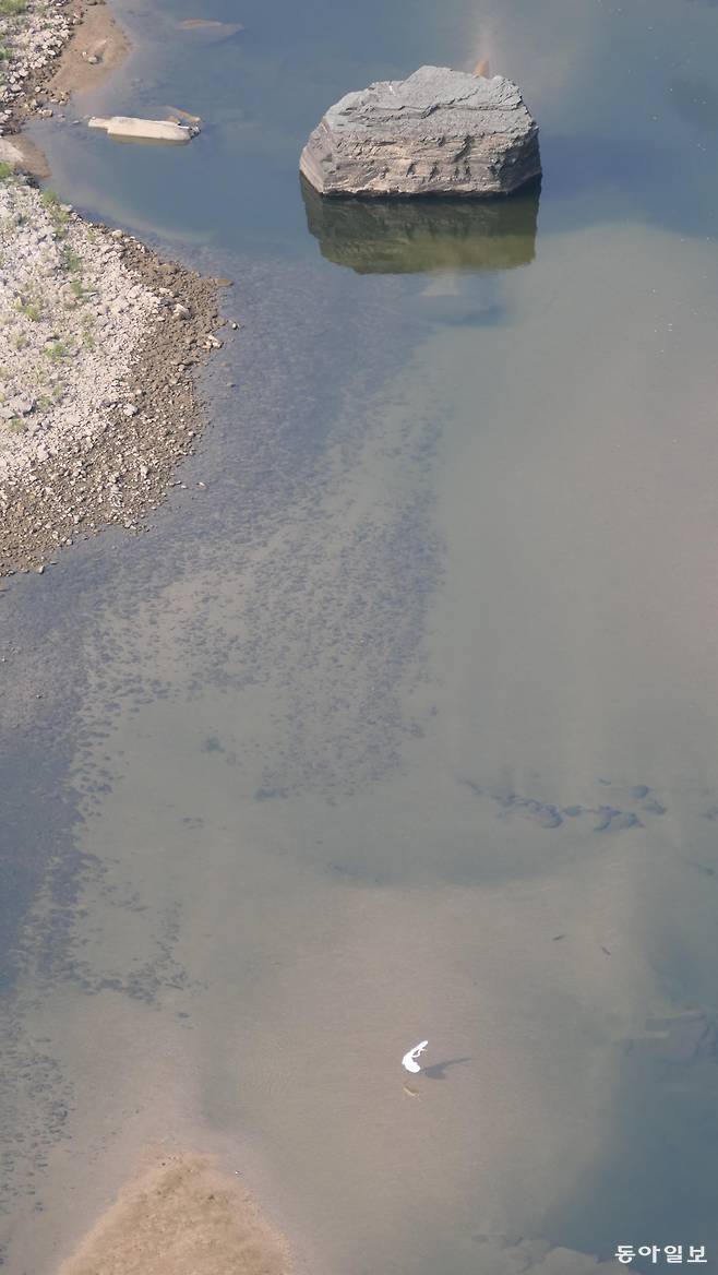 맹개마을 메내긴소에 우뚝 서 있는 큰 바위 경암(景巖). 그 아래 황새 한 마리가 날개를 퍼덕이고 있다. 학소대에 살던 먹황새는 아니다.
