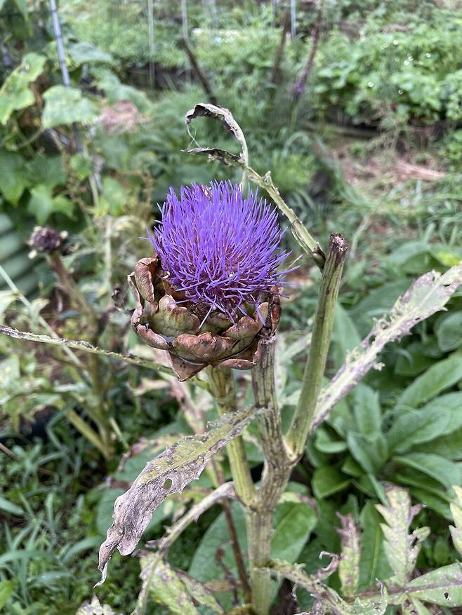 온몸이 고사한 채 힘겹게 꽃을 유지하는 아티초크.