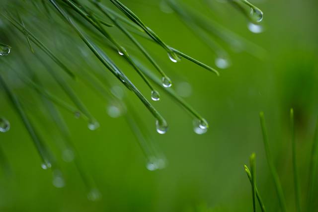 24절기 가운데 15번째인 백로는 밤에 기온이 떨어져 이슬이 맺힌다고 알려져 있다. 이미지투데이