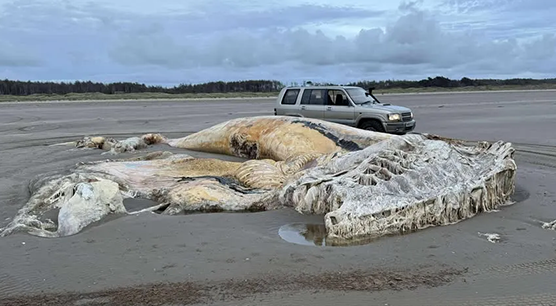 지난 3일 오전 영국 웨일스 카마던셔 펨브리의 세븐 시단 해변에서 머리 길이만 6m, 전체 몸길이는 무려 21m에 달하는 거대한 해양 생물 사체가 발견됐다. 사진=Media Wales