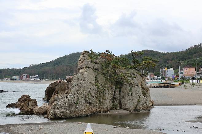 포항 장기면 일출암 정상부의 소나무가 고사해 제거됐다 [촬영 손대성]