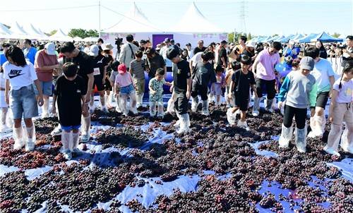 안산대부포도축제 포도밟기 행사 [안산시 제공. 재판매 및 DB 금지]