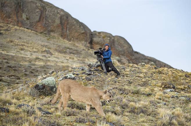 마침내 파타고니아 퓨마 촬영에 성공했다. /내셔널지오그래픽·디즈니+