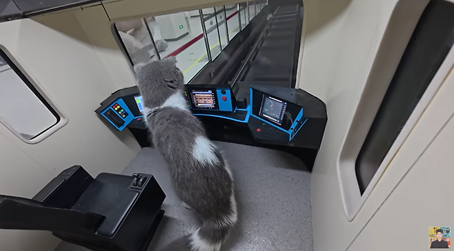 중국의 인플루언서 싱즈레이가 자신의 유튜브 채널에 '고양이들을 위해 서브웨이를 만들었다'는 제목으로 올린 영상. 기관사의 자리에 사람 대신 고양이가 있다. /사진=유튜브 'Xing's world' 캡처