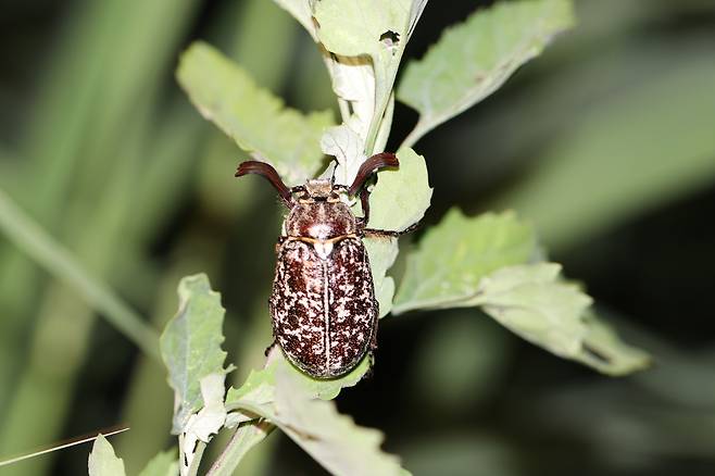 멸종위기종인 수염풍뎅이[국립생태원 제공]