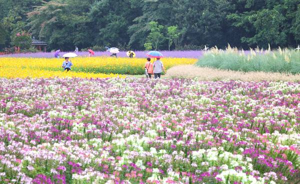▲ 가을비가 내린 7일 함양군 상림경관단지에서 꽃구경을 나온 관광객이 우산을 받쳐 들고 만개한 가을꽃을 구경하며 즐거운 시간을 보내고 있다. /함양군
