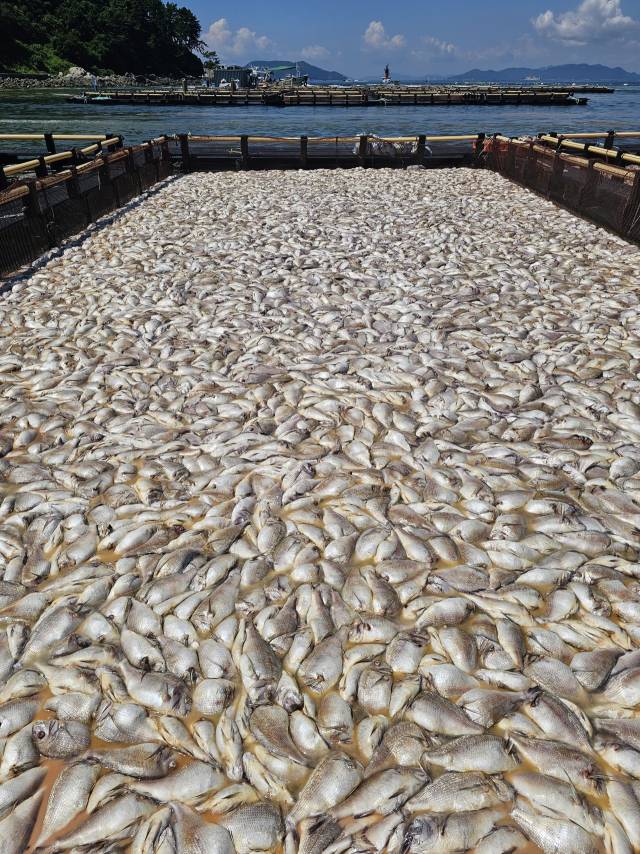 통영시 산양읍 만지도 인근 해상 가두리양식장에서 참돔 수 만 마리가 적조에 떼죽음 했다. 독자 제공