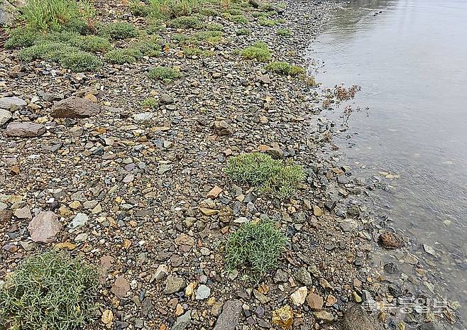 8일 찾은 청해진로 인근 갯벌. 이곳은 2015년 기준 자갈 0.3%, 모래 16.7%에 실트 69.4%, 점토 13.6%로 구성된 연질의 진흙갯벌이었지만 2021년 측정 결과 모래가 39.2%로 급증했고 실트가 39.2%로 급감하는 등 사질화가 진행됐다.최류빈기자 rubi@mdilbo.com