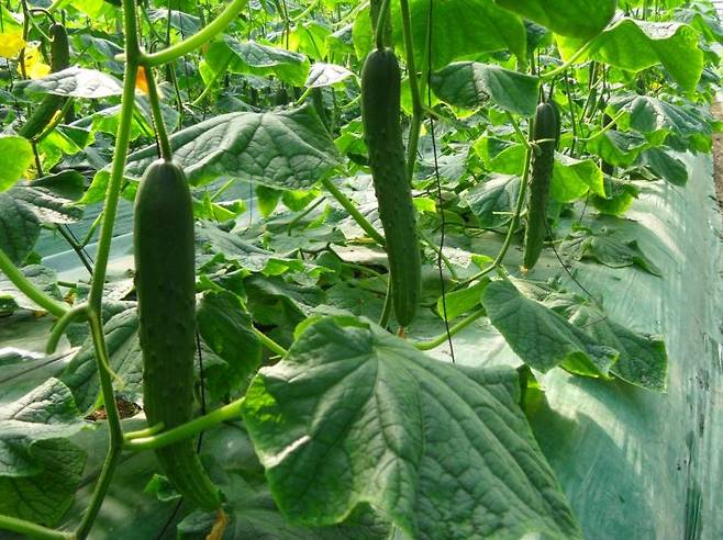 남원시농업기술센터가 본격적인 토마토 재배와 수확기를 앞두고 큰 일교차로 인해 시설하우스 내 결로가 발생, 작물 피해가 우려된다며 농가에 각별한 주의를 당부했다. 남원시 제공