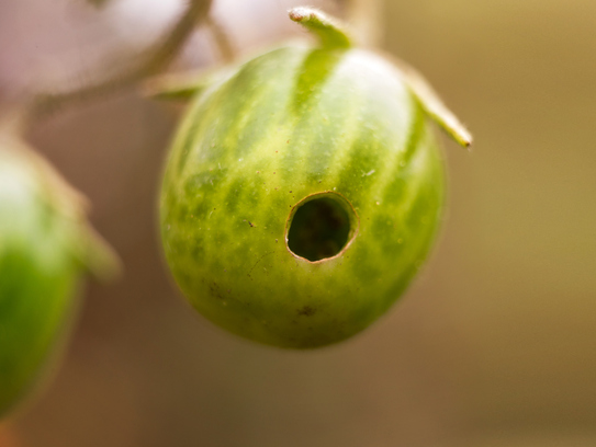 니파 바이러스 발생 국가에서 생대추야자 수액 및 물린 자국이 있는 과일 등은 섭취에 주의해야 하며, 여행한 뒤 14일 이내에 발열, 두통, 인후통 등의 의심 증상이 나타난 경우 질병청 콜센터 또는 관할 보건소로 문의해 안내받아야 한다. 게티이미지