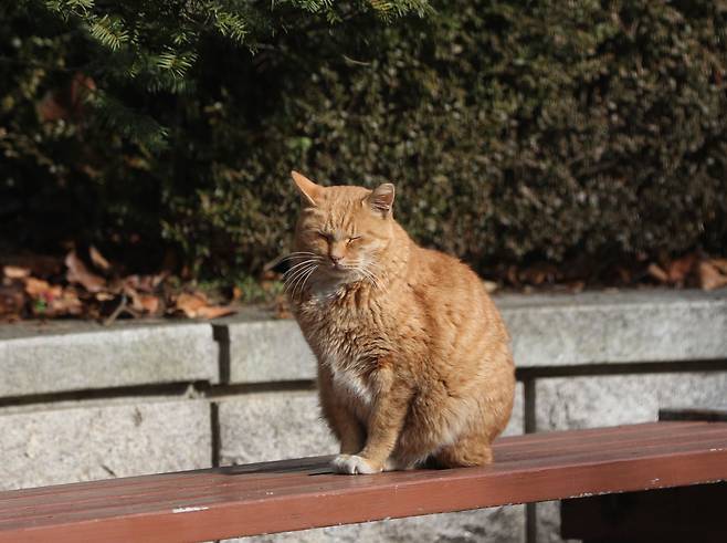길고양이 자료 사진. /뉴스1