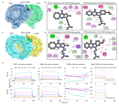신약 후보 물질인 ETI41과 ETI60이 내재성 톨유사수용체에 어떻게 선택적으로 결합·작용하는지를 분자 수준에서 정밀하게 보여주는 이미지. ⓒ 아주대 제공
