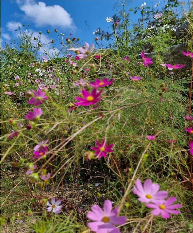 코스모스 /사진제공=필자