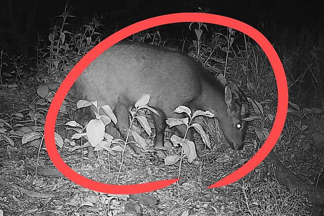 경북 주흘산에서 포착된 산양.[녹색연합 제공]