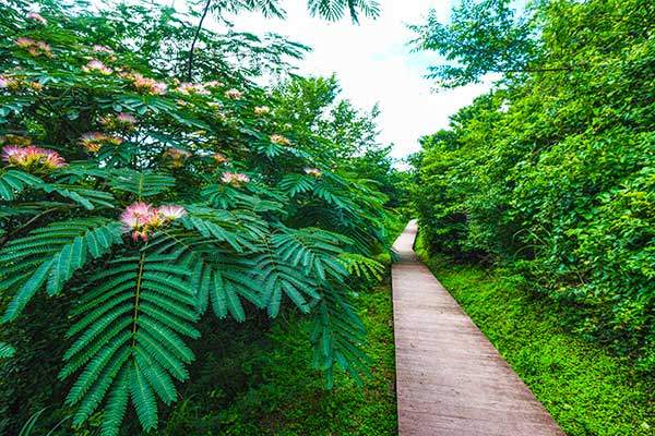 여름날 제주의 숲에서 자주 볼 수 있는 자귀나무. 거친오름에서도 만났다.
