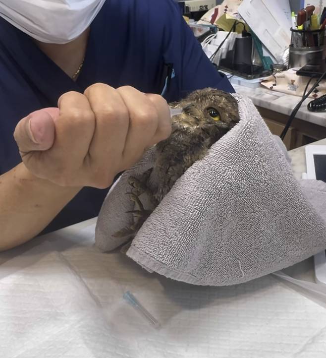 홍진영이 구조한 천연기념물. 사진| 홍진영 SNS