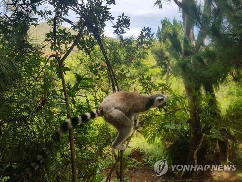 마다가스카르의 여우원숭이 [주마다가스카르 한국대사관 제공, 재판매 및 DB 금지]