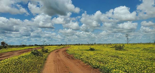 지난해 케냐 코어 땅에 비가 내리고 들판에 노란 꽃이 가득 피었다. 한 선교사 제공
