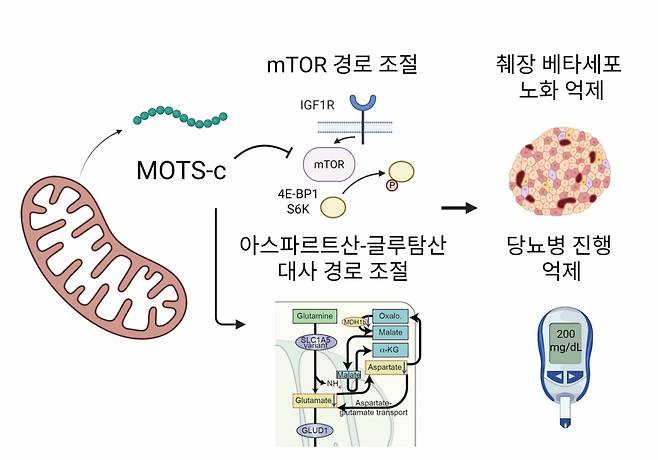 MOTS-c가 mTOR 및 아스파르트산-글루탐산 대사 경로를 조절해 췌장 베타세포 노화를 억제하고, 인슐린 기능을 보존함으로써 당뇨병 진행을 늦추는 기전 모식도. /자료=서울대병원