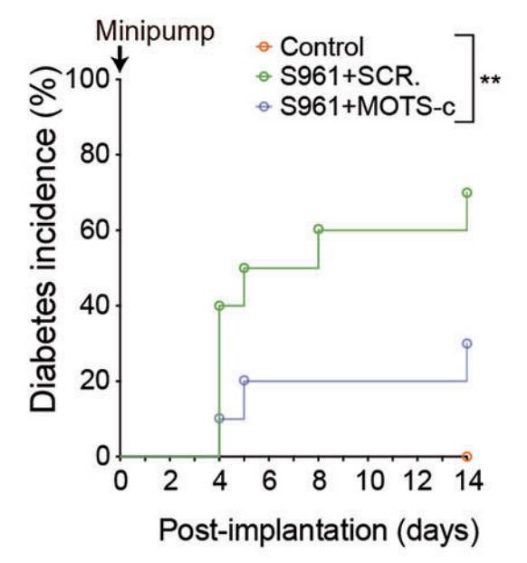 2형 당뇨병 모델(S961 유도 쥐)에서 MOTS-c 투여 시 당뇨병 발병률이 대조군(70%)보다 현저히 낮고, 약 30% 수준에 머물러 발병이 지연된 효과가 확인됐다. /자료=서울대병원